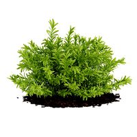 Thin Leaves Sedum Plant Sedum album