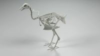 Chicken Skeleton