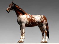 Pinto Horse