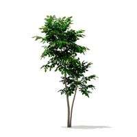 Pedunculate Oak Quercus Robur