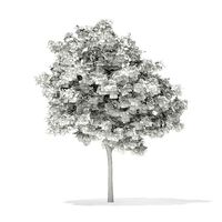 Pedunculate Oak Quercus Robur 6m