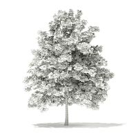 Pedunculate Oak Quercus Robur 7m