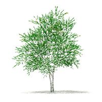 Silver Birch Betula pendula 5m