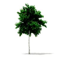 Silver Birch Betula pendula 6m