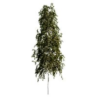 Betula pendula 102SU