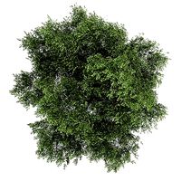 Silver Birch 4 Betula pendula 44674