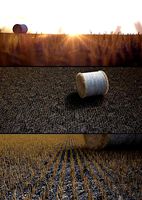Wheat dry