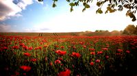 Poppy field