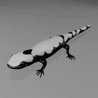 Marbled Salamander