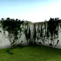 Ivy on the wall 01