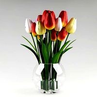 Ornamental plant 14 multicolors tulips