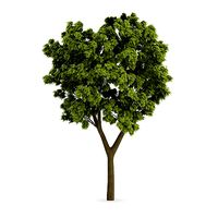 White Ash