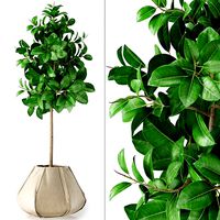 Ficus Elastica