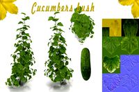 Cucumbers bush