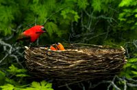 birds weth nest