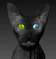 Cat Sphynx