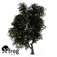 XfrogPlants Hornbeam 1