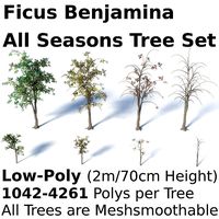 Ficus Benjamina Tree Set