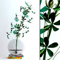 Schefflera Single