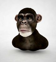 Chimpanzee
