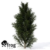 XfrogPlants Common Juniper