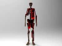 Skeleton