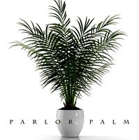 PLANT PARLOR PALM