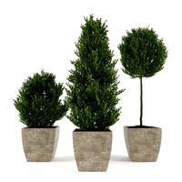 Boxwood - Set 1