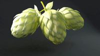 Humulus Lupulus Common Hop