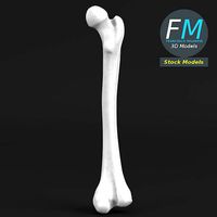 Anatomy - Human femur