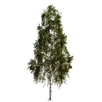 Betula pendula 201SU