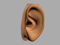 Humen Ear 3D Model
