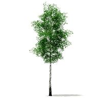 Silver Birch Betula pendula 21m