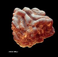 8 lymphocytes cells asset ZTL