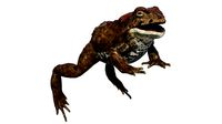 Boreal Toad