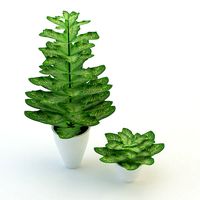 Plants Dieffenbachia