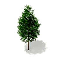 Norway Spruce Picea abies 2m