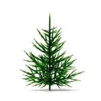 Norway Spruce Picea abies 1m