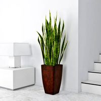 Sansevieria 02