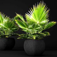 palm tree