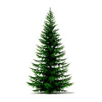 Norway Spruce Picea abies 5m