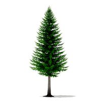 Norway Spruce Picea abies 8m