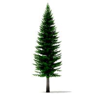 Norway Spruce Picea abies 11m