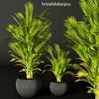 Palm tree set