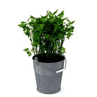 Parsley