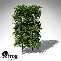XfrogPlants European Hornbeam Hedges
