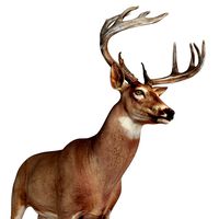 Deer animal
