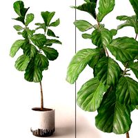 Ficus Lyrata