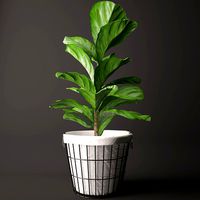 Ficus lyrata 2