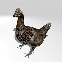 Ruffed Grouse